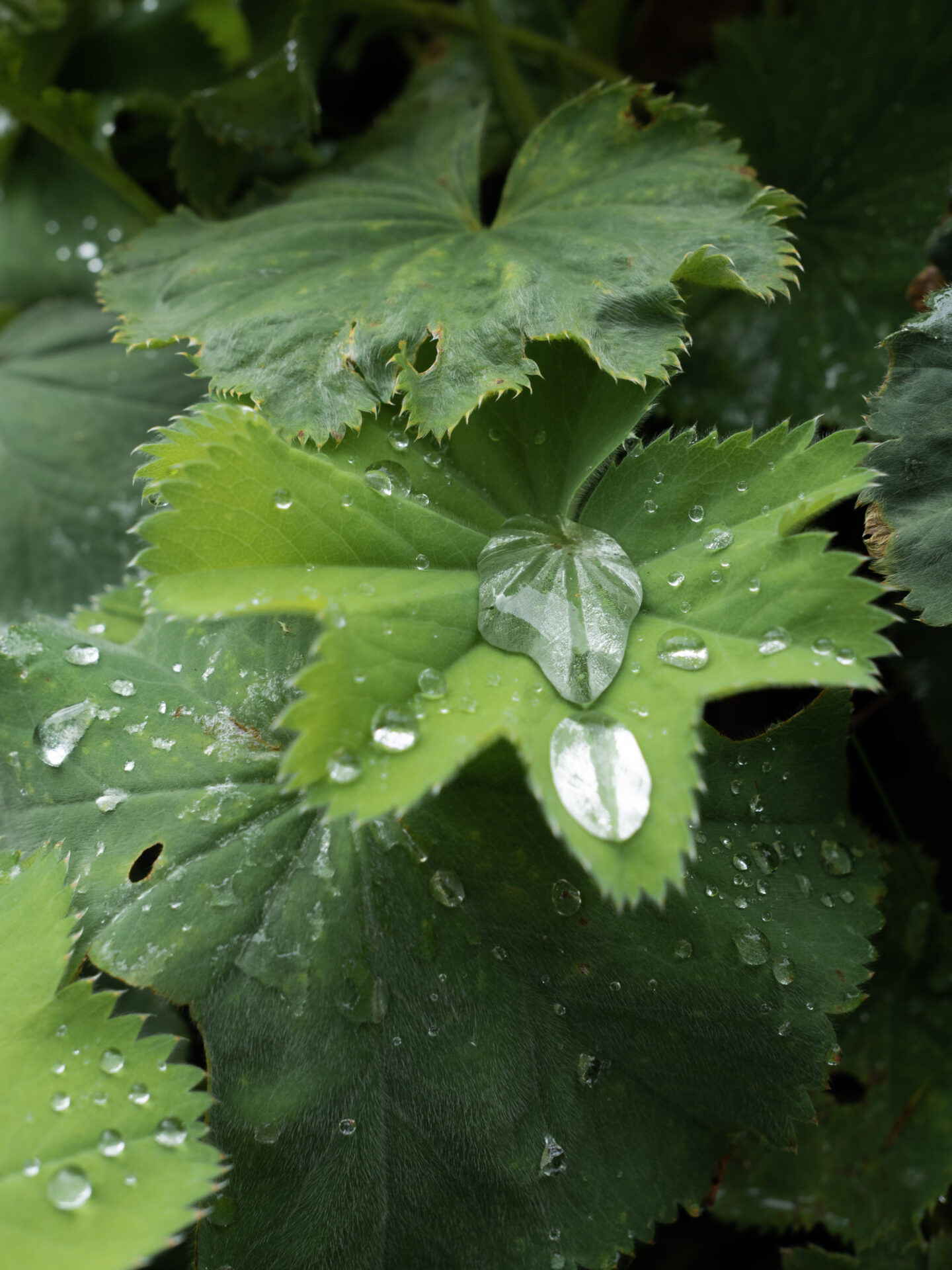 rainy plant