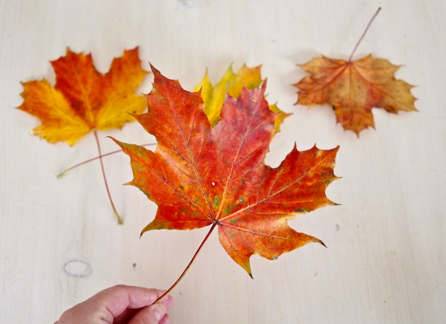 autumn orange leaf